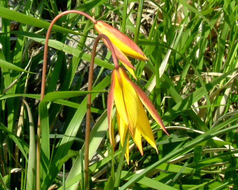 Tulipa australis / Tulipano montano